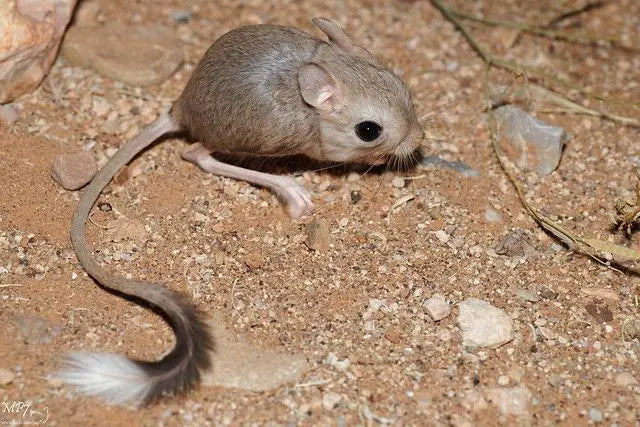 Jerbo Salta Colas (Jaculus jaculus) Guia