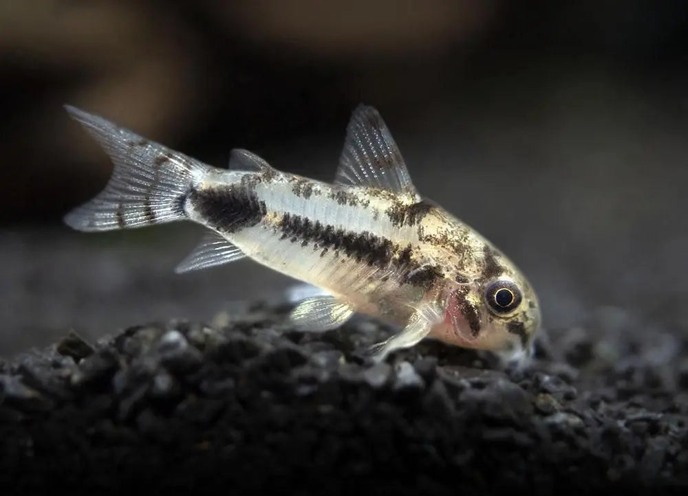 Pez Gato Corydora Habrosus (Corydoras habrosus): Elegancia en Miniatura