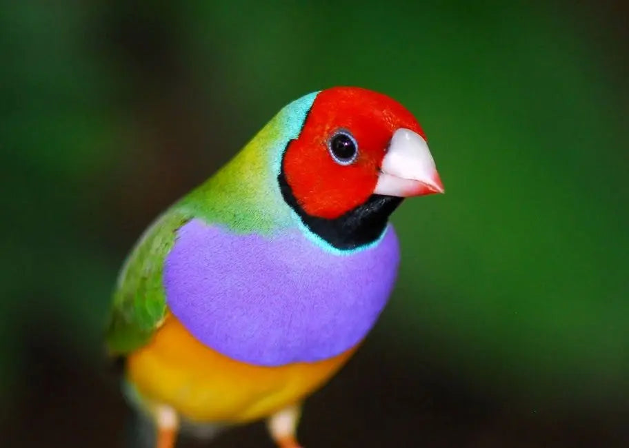 Diamante de Gould - Erythrura gouldiae: Joya Emplumada