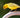 Canarios Serinus canaria domestica