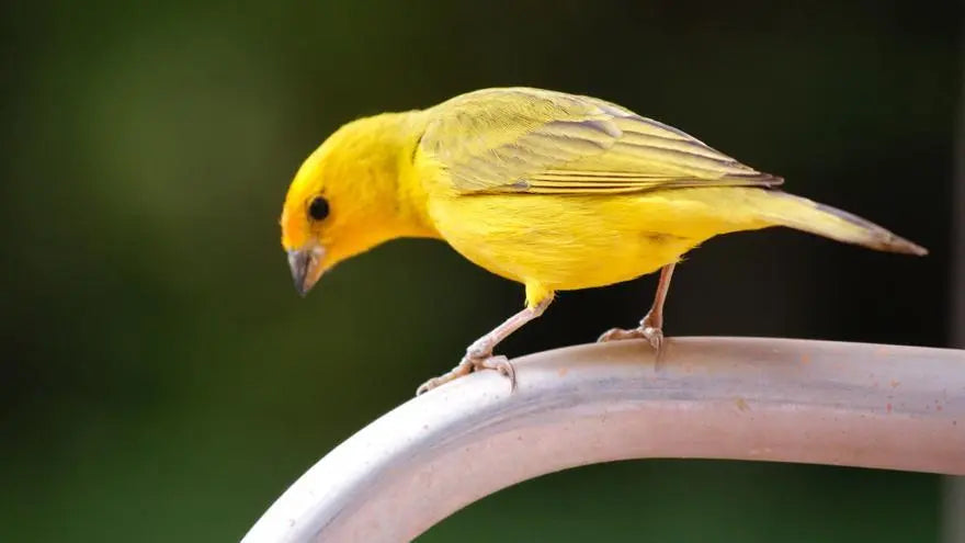 Canarios (Serinus canaria domestica)