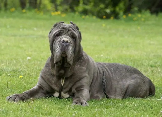 Mastín Napolitano: Nobleza y Potencia Tranquilo y Leal.