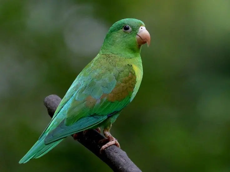 Cotorrita Celestial – Forpus coelestis: Pequeña Maravilla Celestial