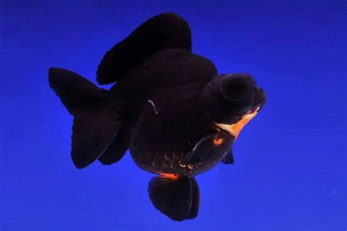 Pez Cometa Telescopio (Carassius auratus var. telescópica): Belleza en Movimiento