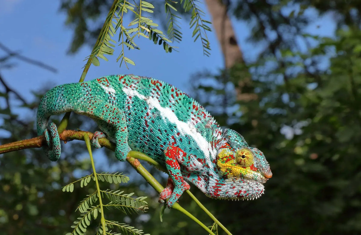Camaleón Panther (Furcifer pardalis) Guia
