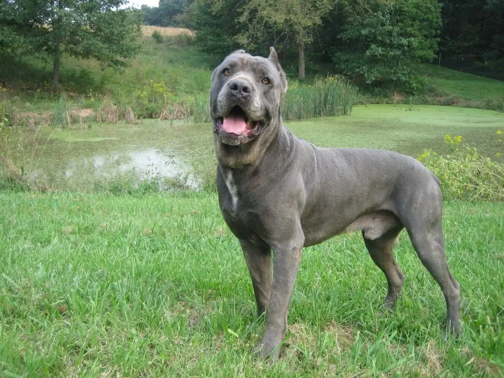 Cane Corso: Nobleza y Poder en un Gigante Italiano.