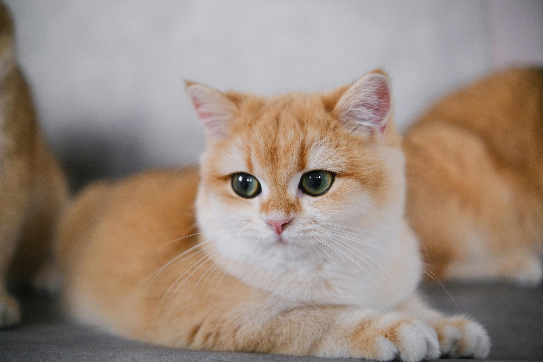 Transportín para gatos: los detalles que marcan la diferencia en viajes y visitas al veterinario