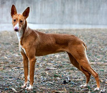 Podenco: Elegancia y Energía en una Raza Centenaria.