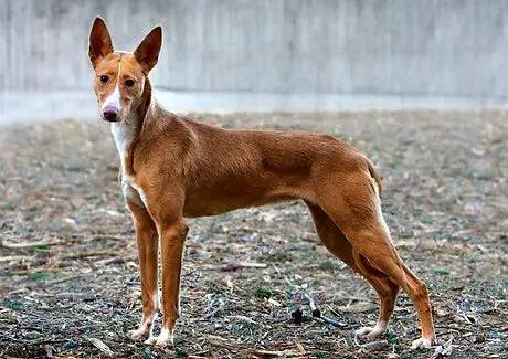 Podenco: Elegancia y Energía en una Raza Centenaria.
