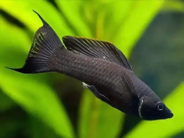 Molly (Poecilia sphenops): Elegancia Acuática y Versatilidad