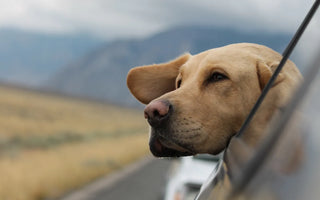 Lección 12: Preparándonos para Viajar con tu Perro