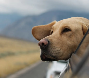 Lección 12: Preparándonos para Viajar con tu Perro