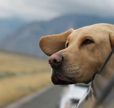 Lección 12: Preparándonos para Viajar con tu Perro