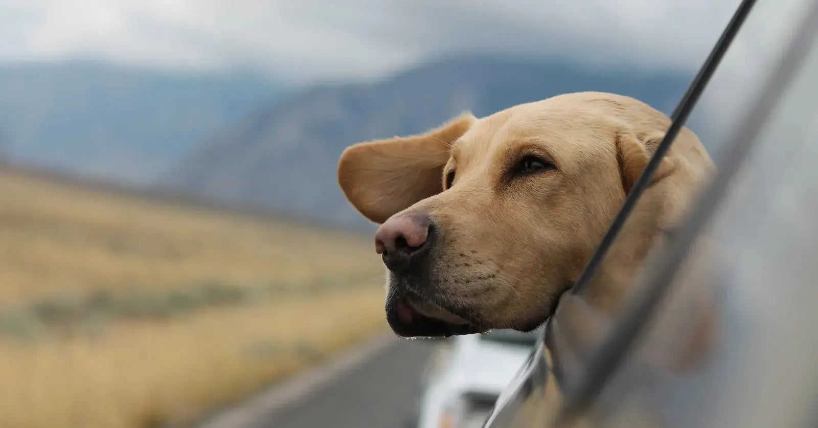 Lección 12: Preparándonos para Viajar con tu Perro