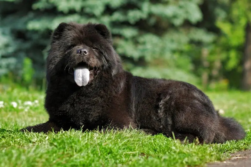 Chow Chow: Majestuosidad y Lealtad en un Pelaje Abundante.