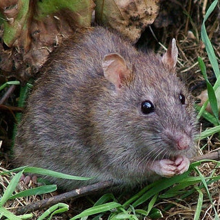 Rata Fancy (Rattus norvegicus)