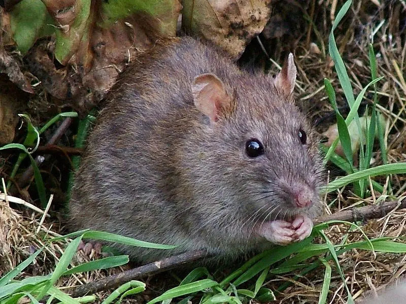 Rata Fancy (Rattus norvegicus)