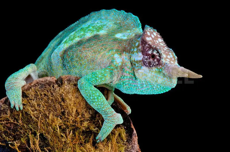 Camaleón de la Montaña (Chamaeleo montium)