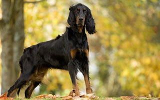 Setter Gordon: Elegancia y Destreza en el Mundo Canino