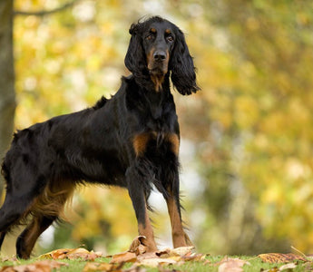 Setter Gordon: Elegancia y Destreza en el Mundo Canino