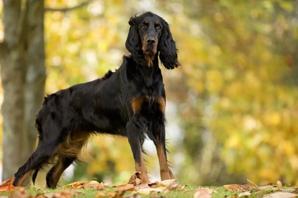 Setter Gordon: Elegancia y Destreza en el Mundo Canino