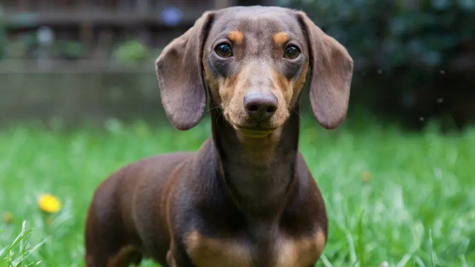 Teckel o Dachshund: El Intrépido Cazador de Madrigueras.