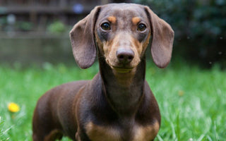 Teckel o Dachshund: El Intrépido Cazador de Madrigueras.