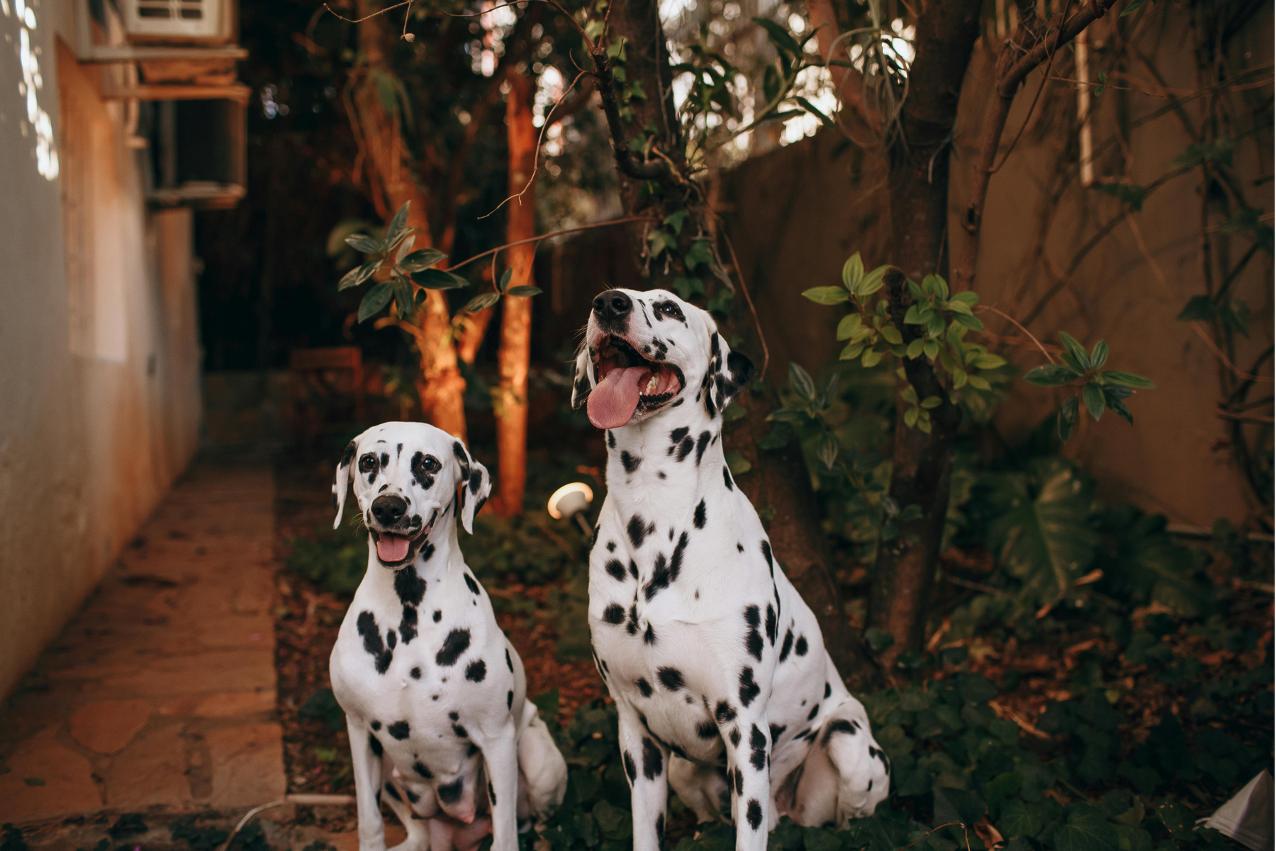 Claves para una correcta vacunación canina