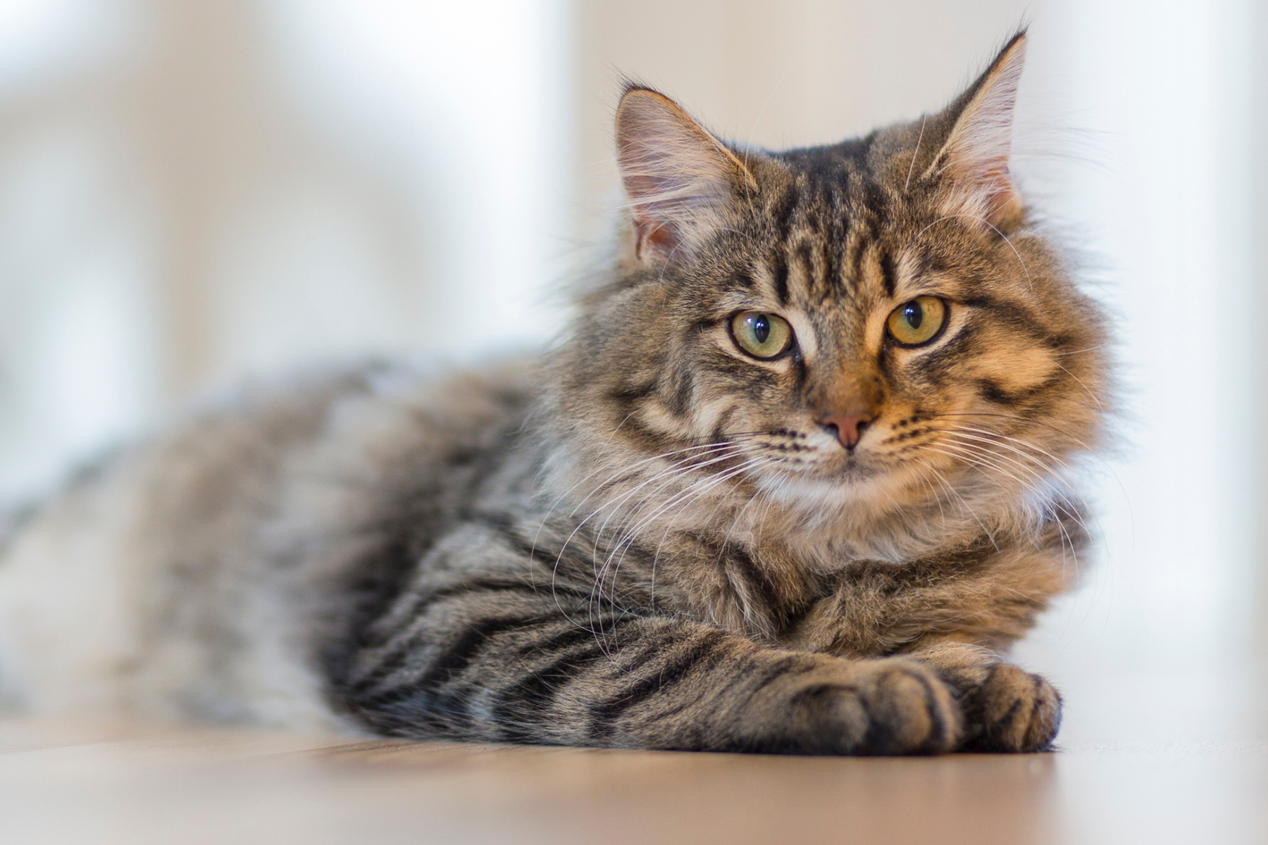 Transportín para gatos: en qué fijarte de verdad para no arrepentirte después
