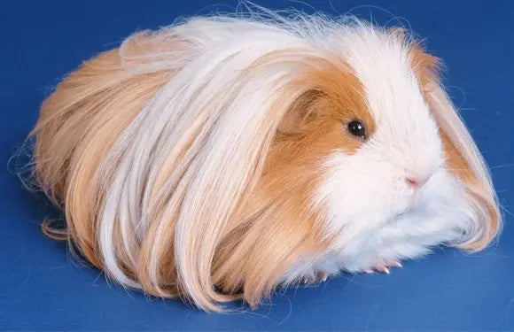 Cobaya de Pelo Largo (Long Hair)