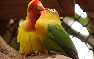 Agapornis - Aves del Amor y la Devoción