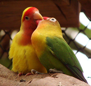 Agapornis - Aves del Amor y la Devoción