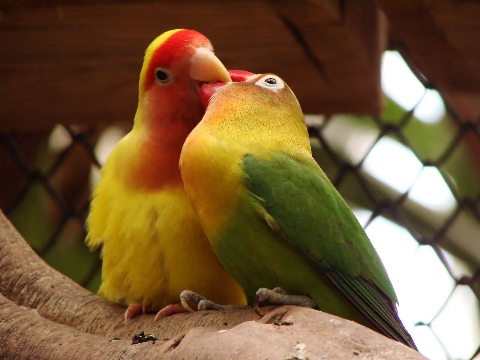 Agapornis - Aves del Amor y la Devoción