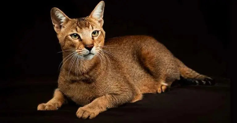 Gato Chausie: Un Eslabón entre la Selva y el Hogar.