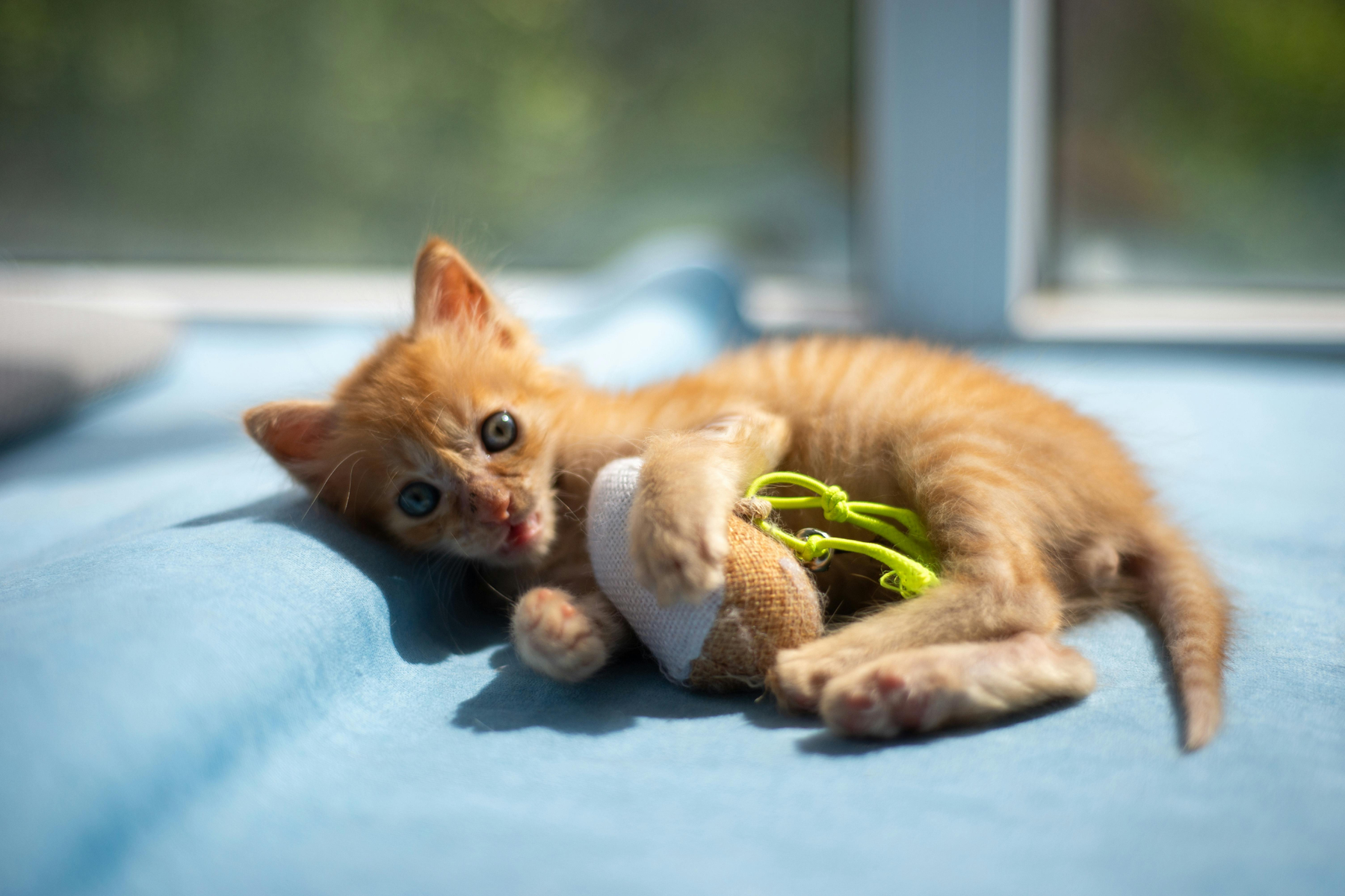 Juguetes para gatos: cómo elegirlos según edad, nivel de actividad y forma de jugar