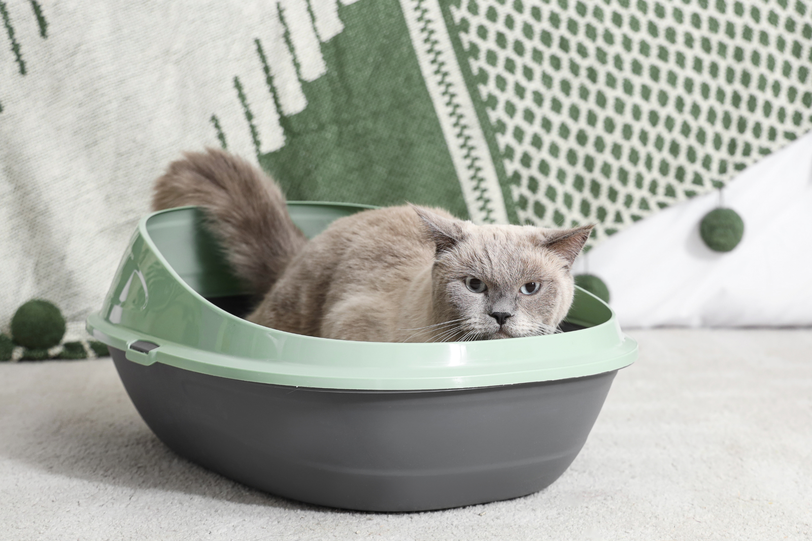 Arenero para gatos: cómo elegir el tipo, el tamaño y la ubicación más prácticos para tu casa