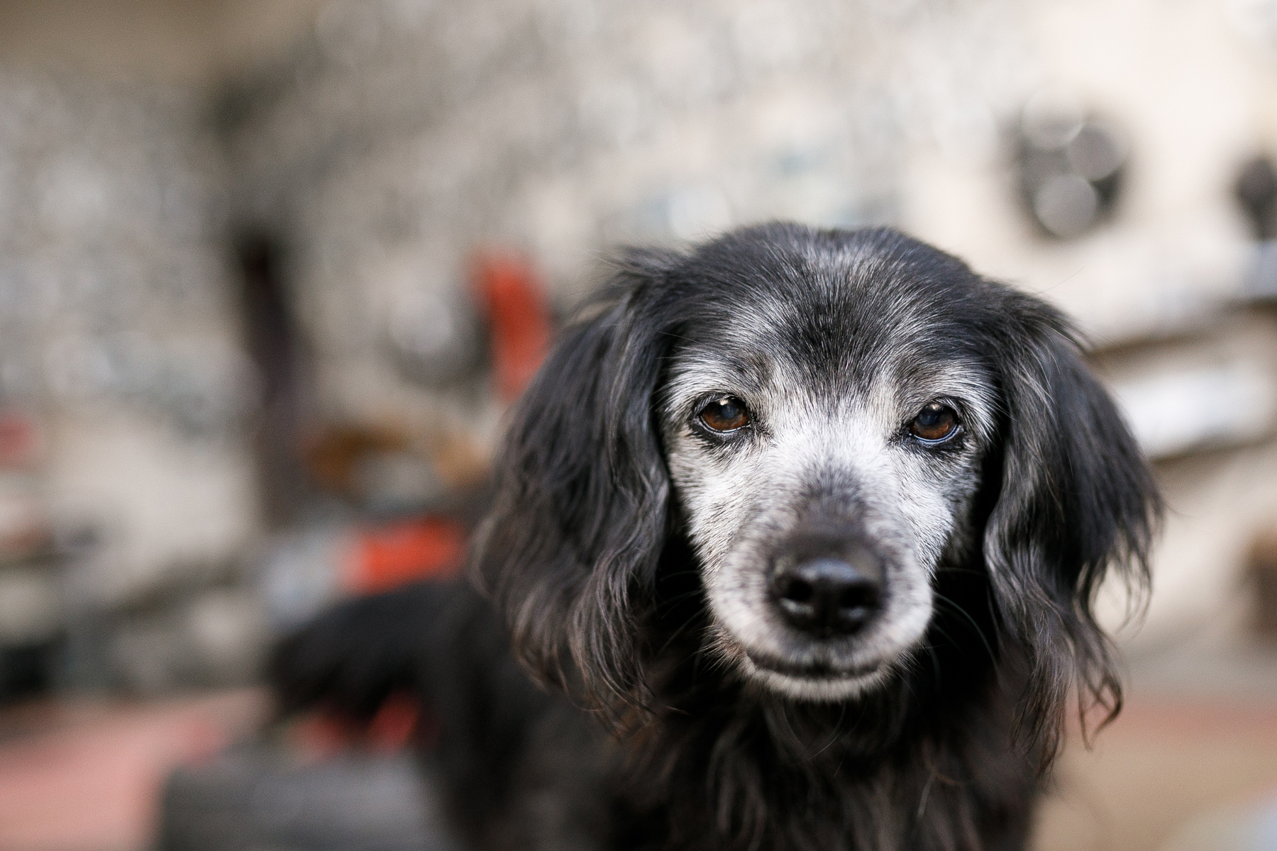 Perros mayores en casa: accesorios que sí mejoran su día a día y cuáles no son prioritarios