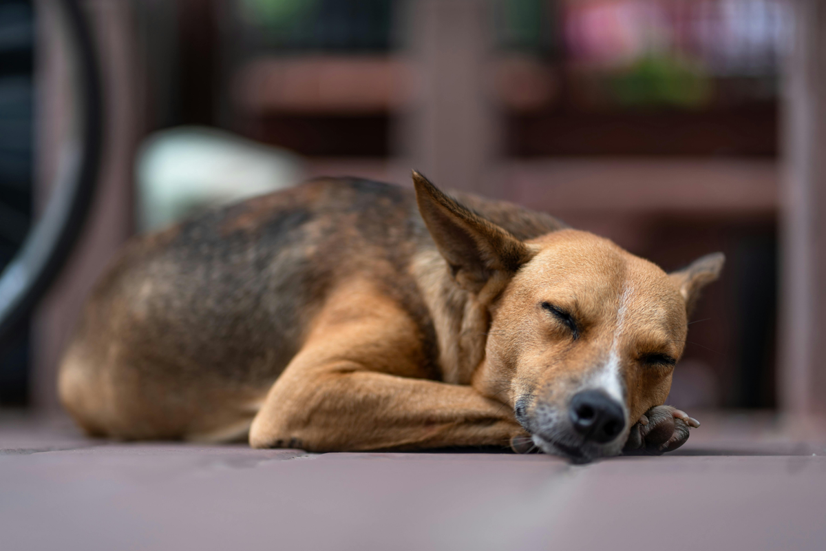 Checklist por zonas de la casa: lo que sí conviene tener para tu perro en entrada, salón, descanso y paseo