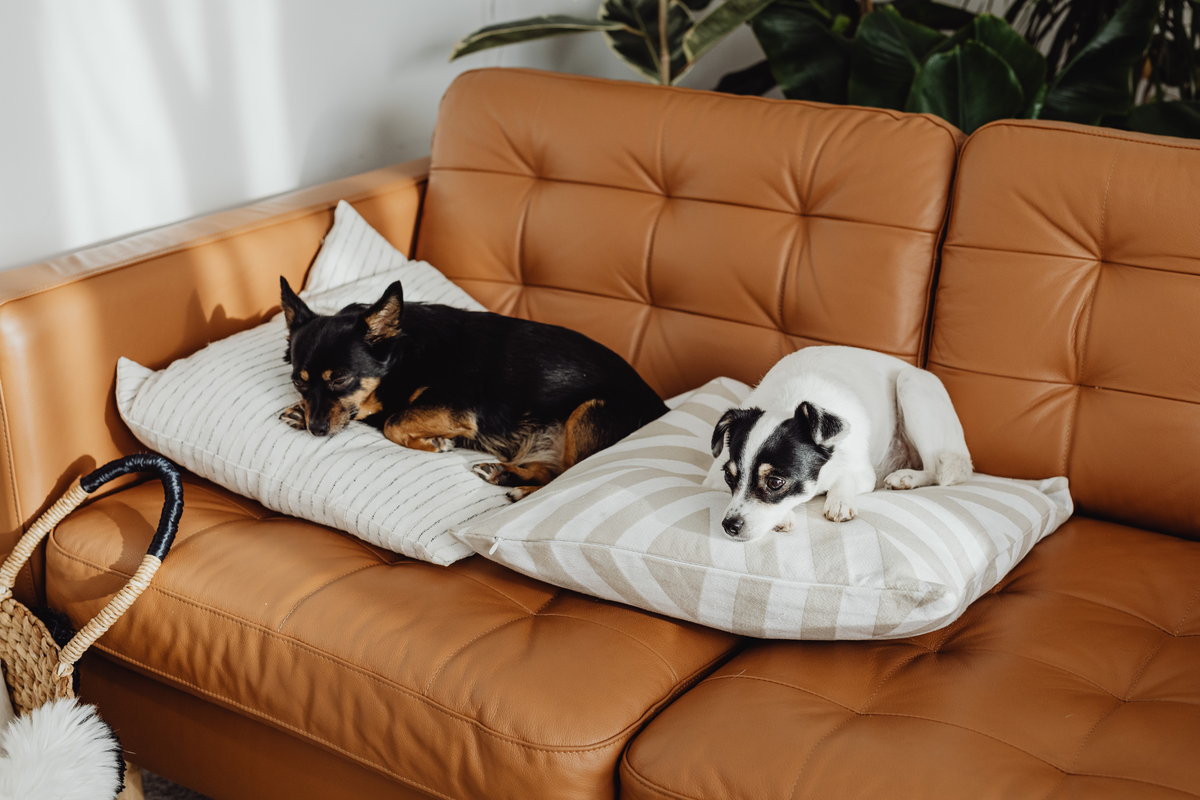 Antes de volver a comprar: los productos para perros que conviene renovar primero