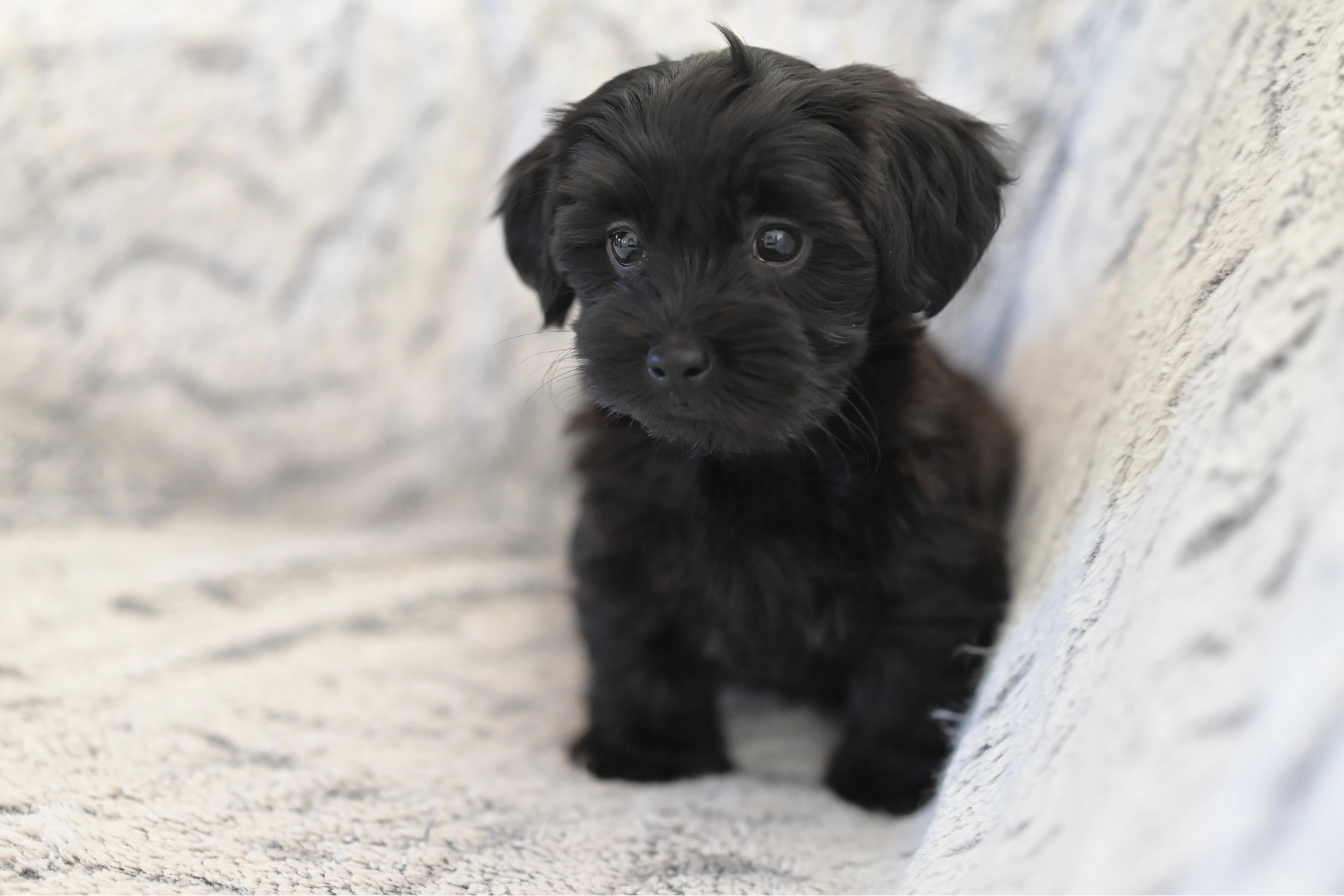 Primer perro en casa: la lista sensata de compras que sí necesitas y lo que puede esperar