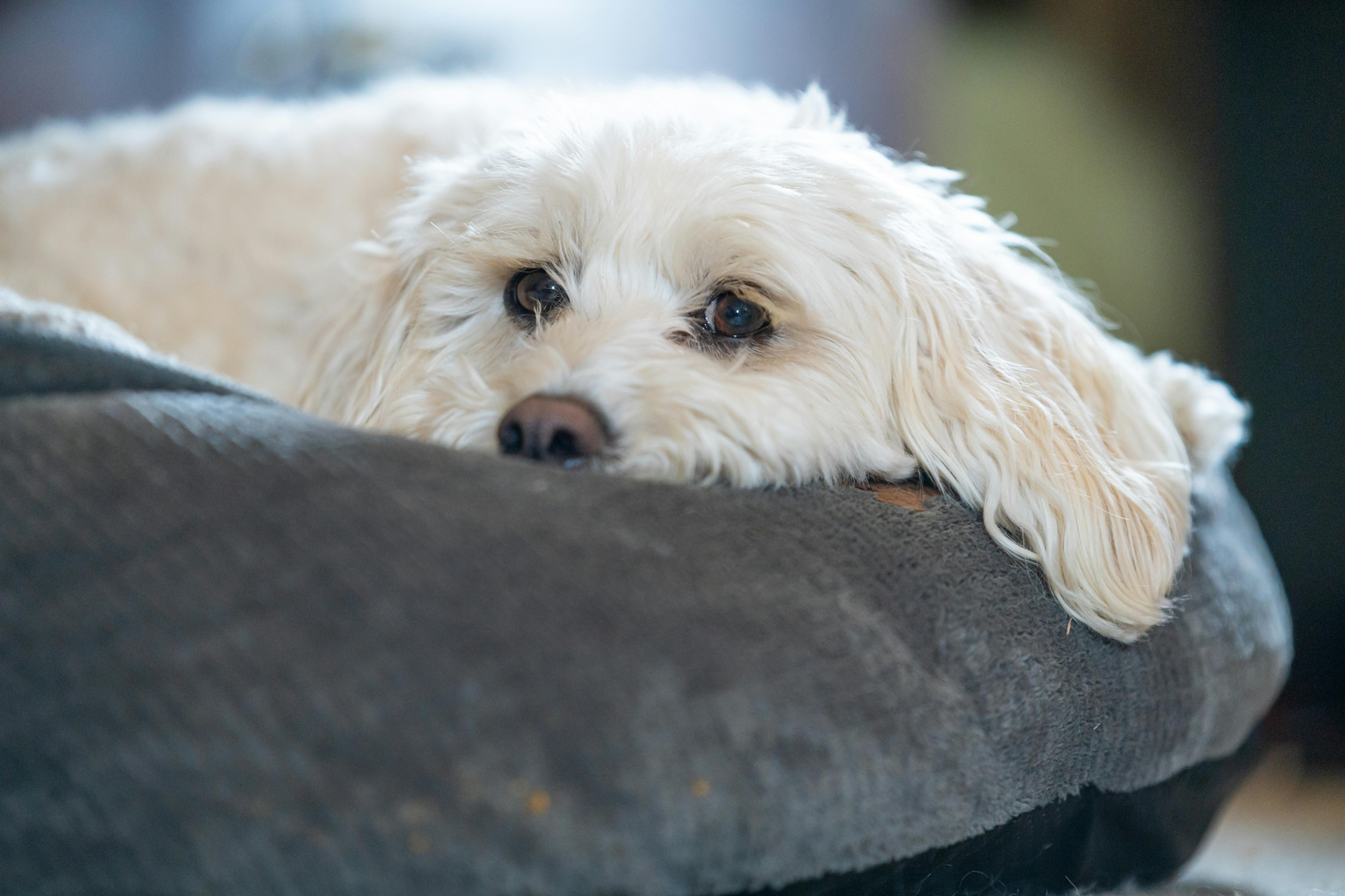 Vivir con un perro en un piso pequeño: checklist de compras útiles y cosas que suelen sobrar