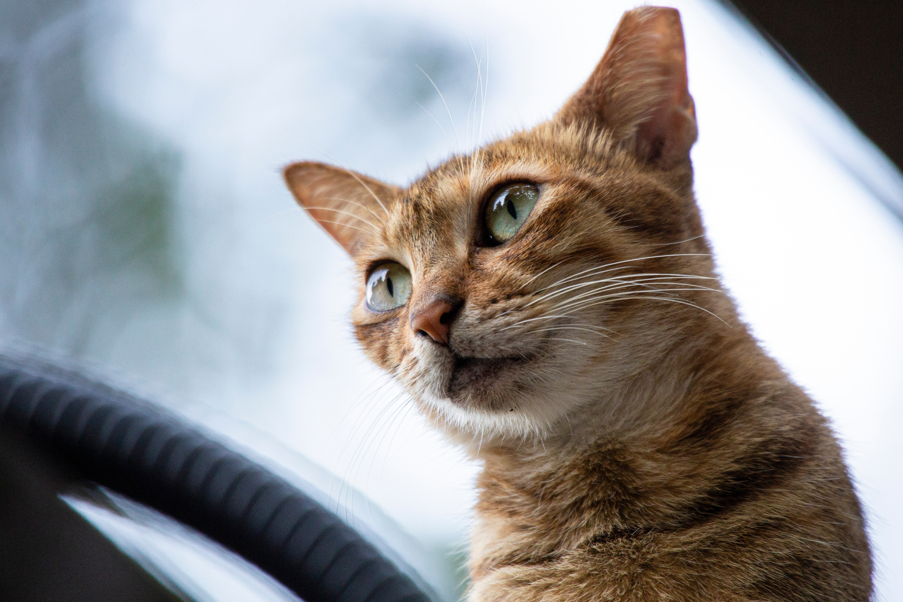 Orejas del gato: cuándo conviene limpiarlas, qué usar y qué señales no deberías ignorar