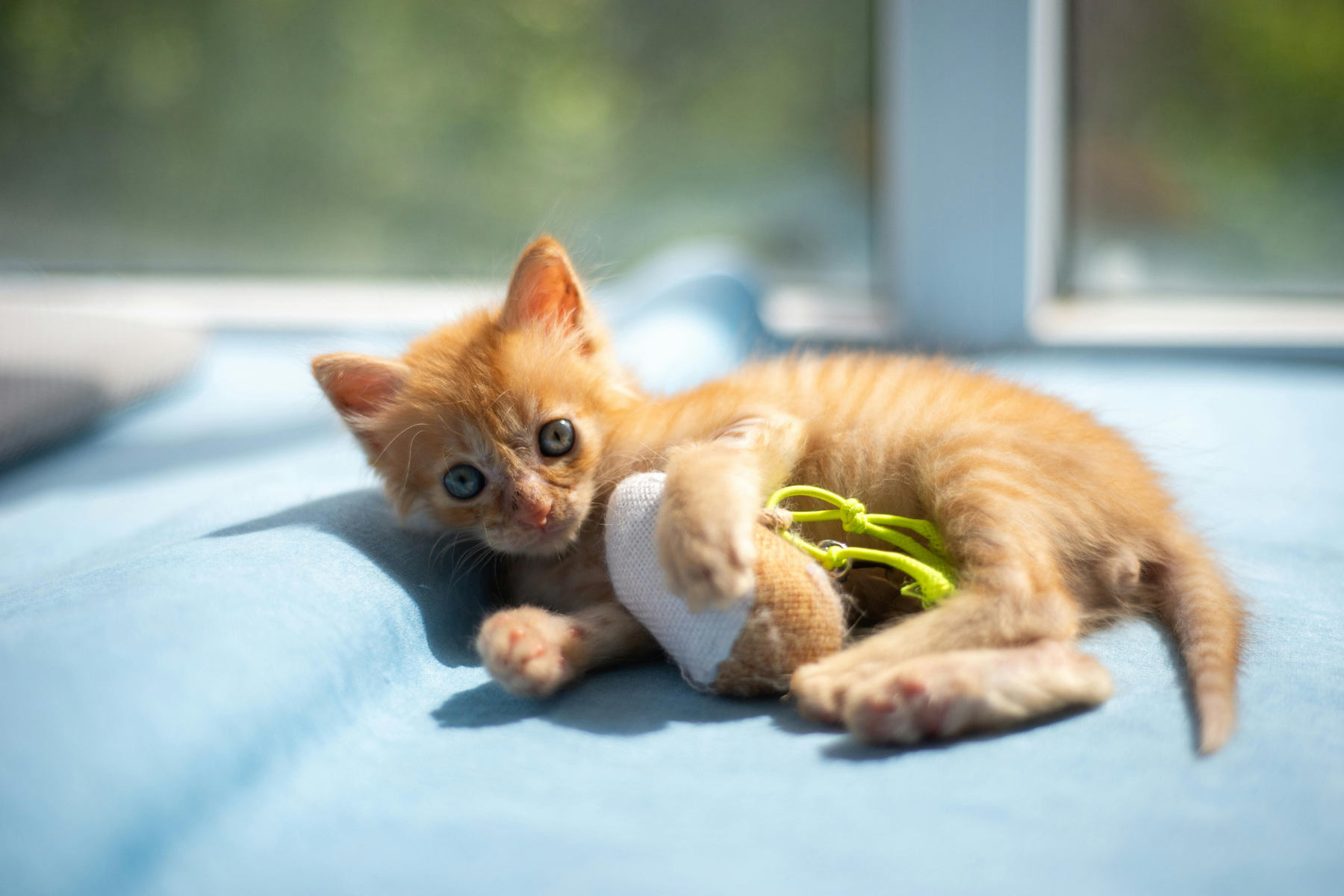 Juguetes para gatos: cómo elegirlos según edad, nivel de actividad y forma de jugar en casa