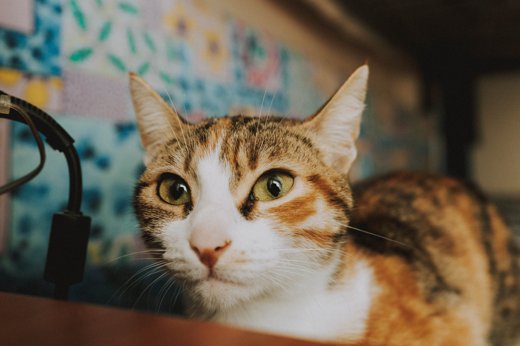 Arenero para gatos: cómo elegir tamaño, tipo y ubicación para evitar rechazos y facilitar la limpieza