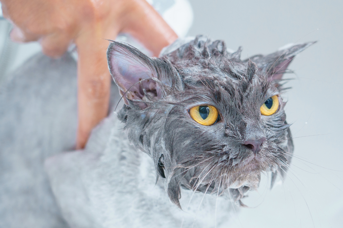 Cómo bañar a un gato en casa sin estrés: cuándo hacerlo, qué productos usar y pasos clave