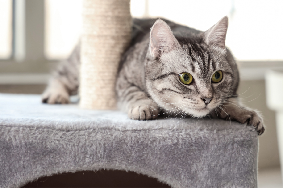 Rascador para gatos: cómo elegir el tipo, tamaño y material según su forma de rascar