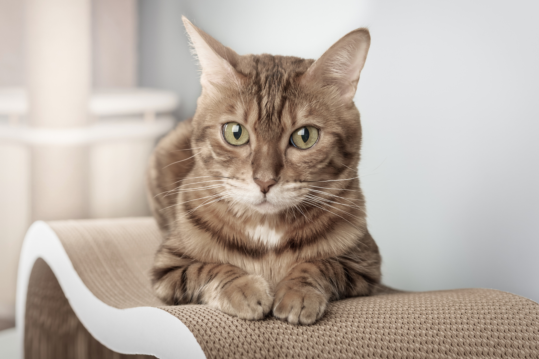 Cómo limpiar los ojos de un gato en casa: cuándo hacerlo, con qué productos y qué errores evitar