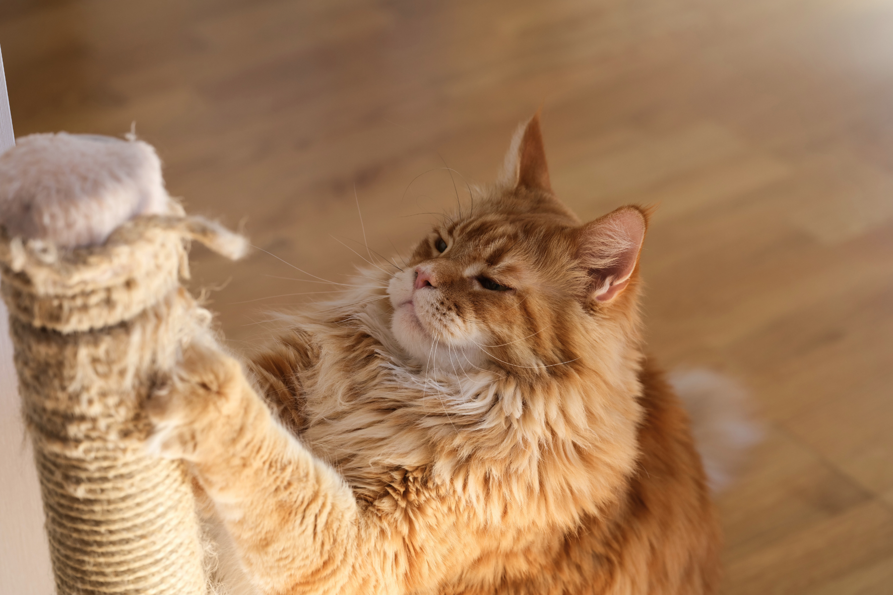 Accesorios para gatos: qué comprar de verdad para su llegada a casa y en qué orden priorizar