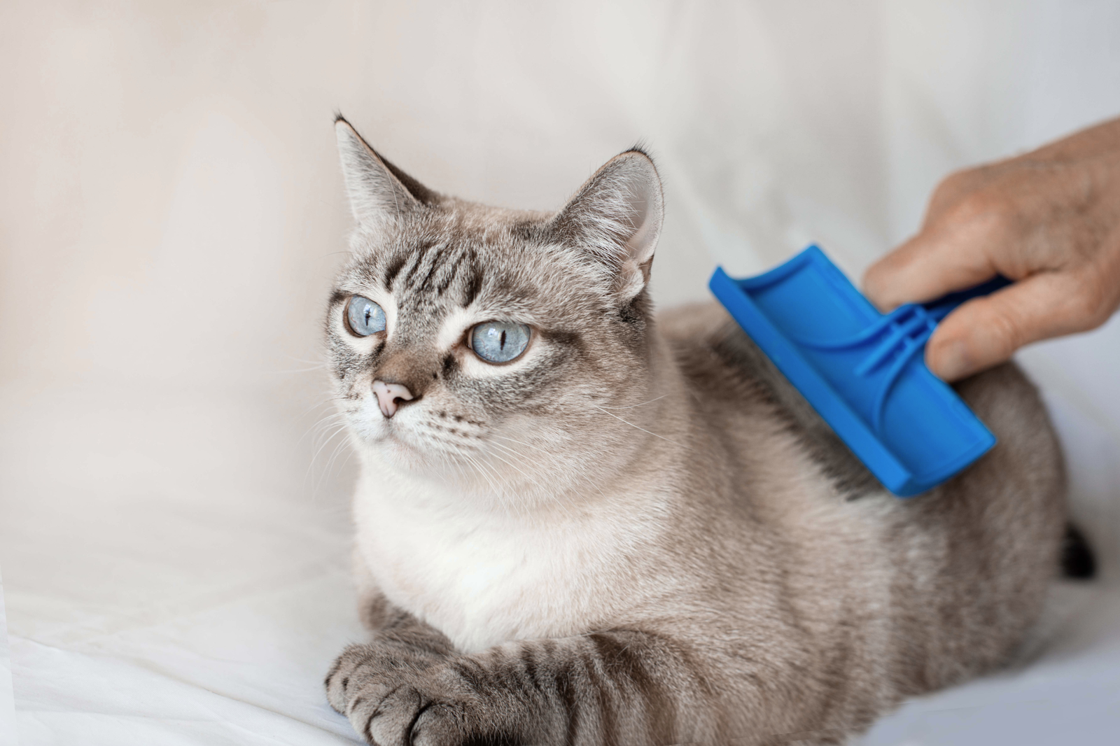 Cómo cepillar a un gato en casa según su tipo de pelo