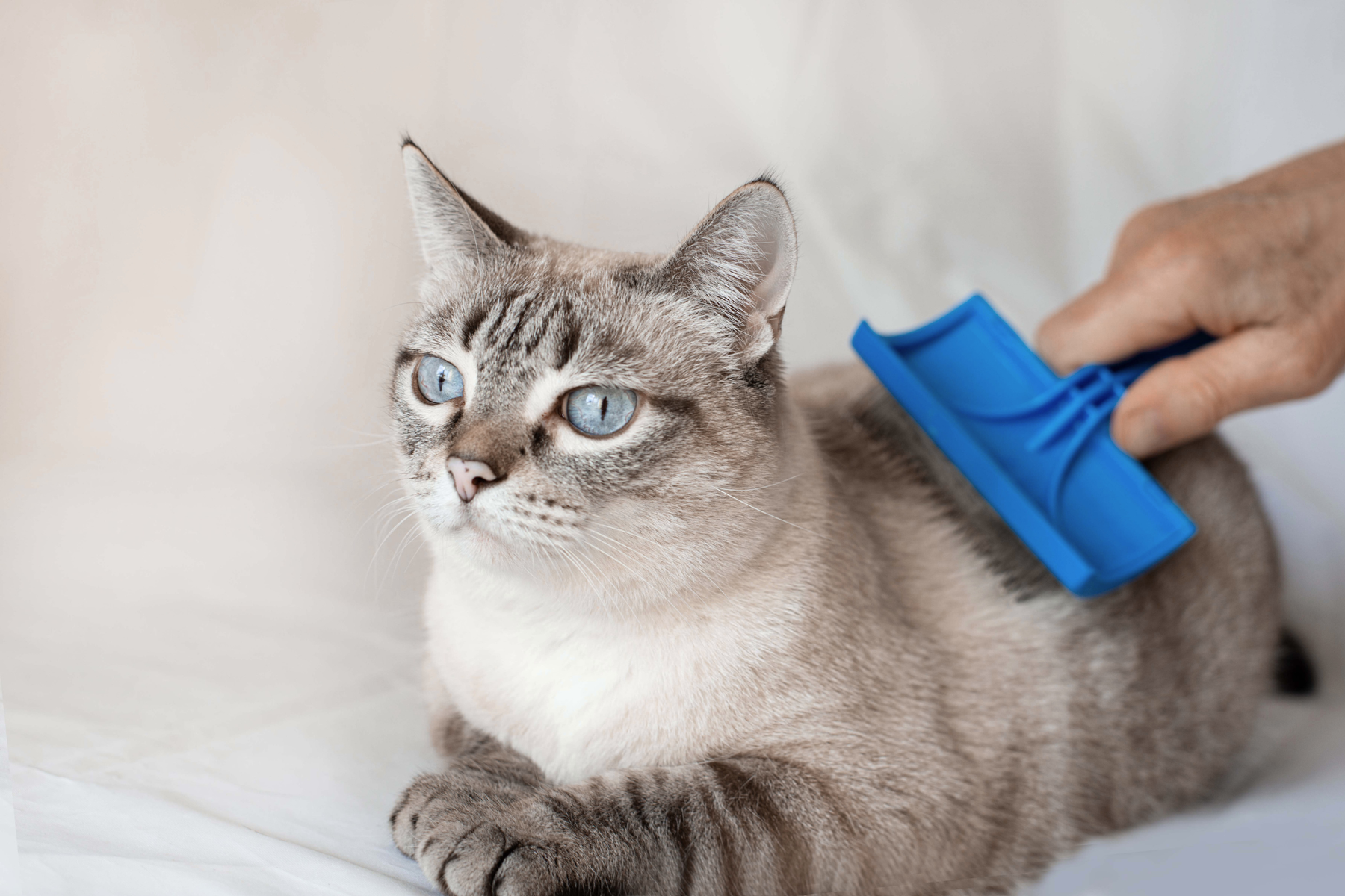 Cómo cepillar a un gato en casa según su tipo de pelo